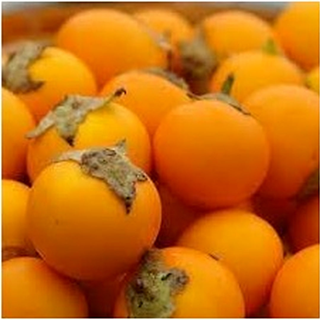 Solanum Quitoense Seeds [neera-v5-c5c1f3946c187b70808e]