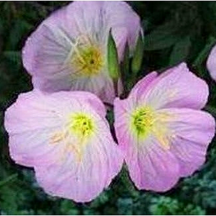 Purple Primrose Flower Seeds [neera-v5-c5c6ea89510b7ab5764c]