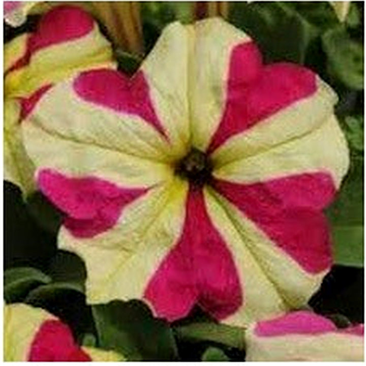 Red &amp; Yellow Petunia Seeds for Planting [neera-v5-c5d3f58f9030bd363c72]