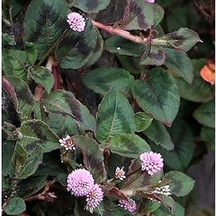 Polygonum Capitatum Flower Seeds [neera-v5-c5d792659d36b89e7ca2]