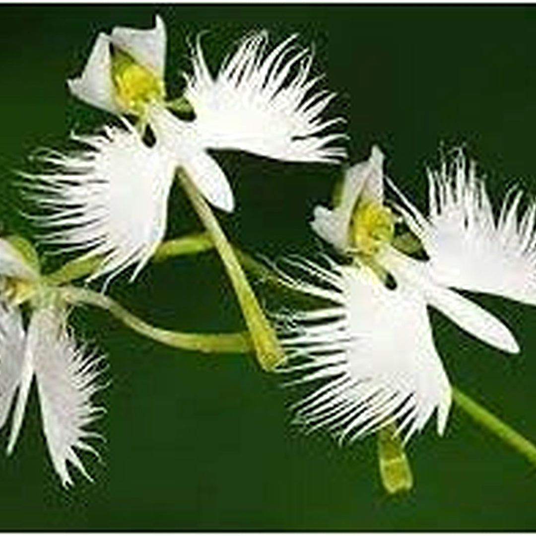 Heirloom Dove Orchid Flower Seeds, Non-GMO, Exotic White Blooms for Indoor or Garden Display [neera-v5-c5e62e44e81c684cb67c]