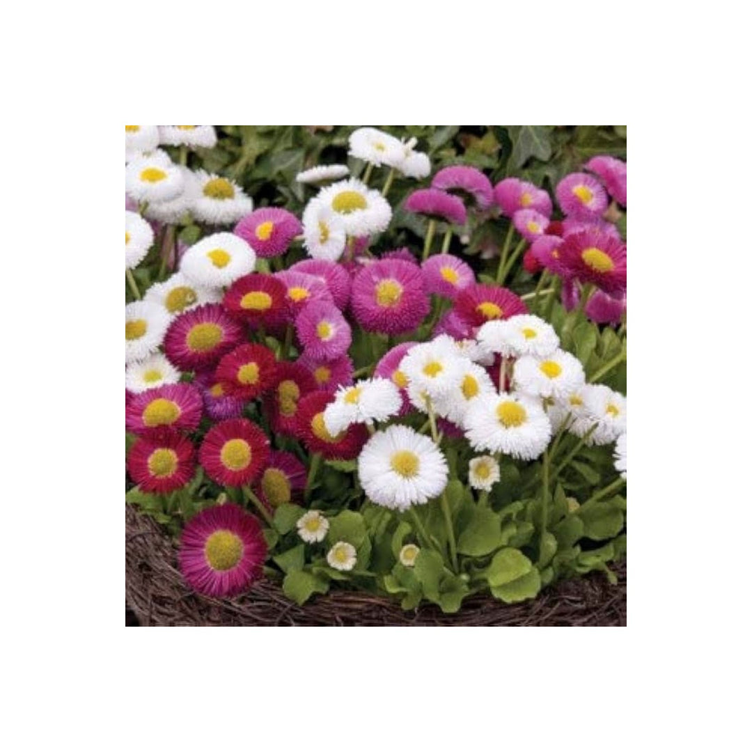 Daisy Bellis Perennis Flower For Borders And Pots Flower Seeds for Home Garden Planting, Landscape [neera-v5-c5faf63262a31e42534a]