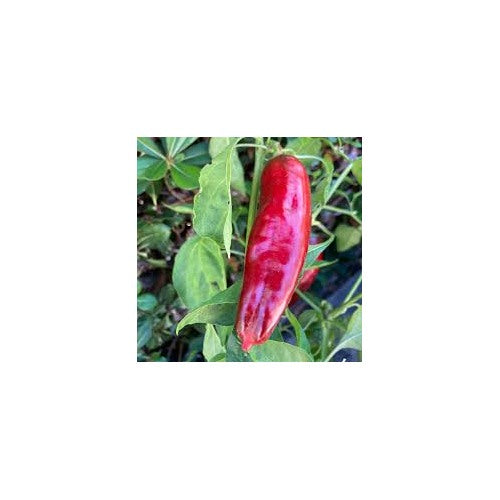Aleppo Pepper Seeds [neera-v5-c5fb77e8e31b1dcebbc5]
