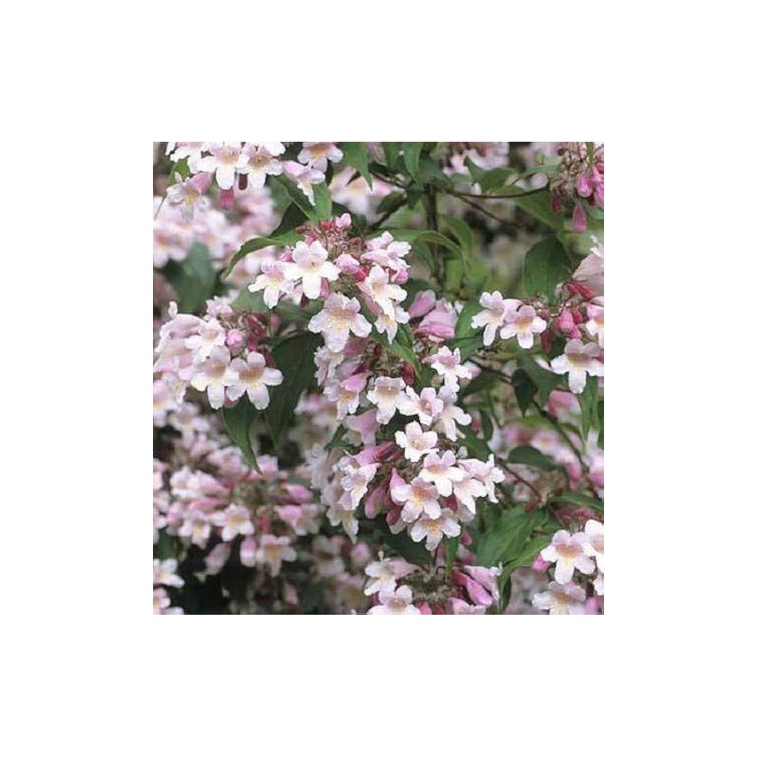 Beauty Bush Kolkwitzia Amabilis Flowering Shrub For Planting Suitable For Ornamental Borders [neera-v5-c5fe86331d161781982b]