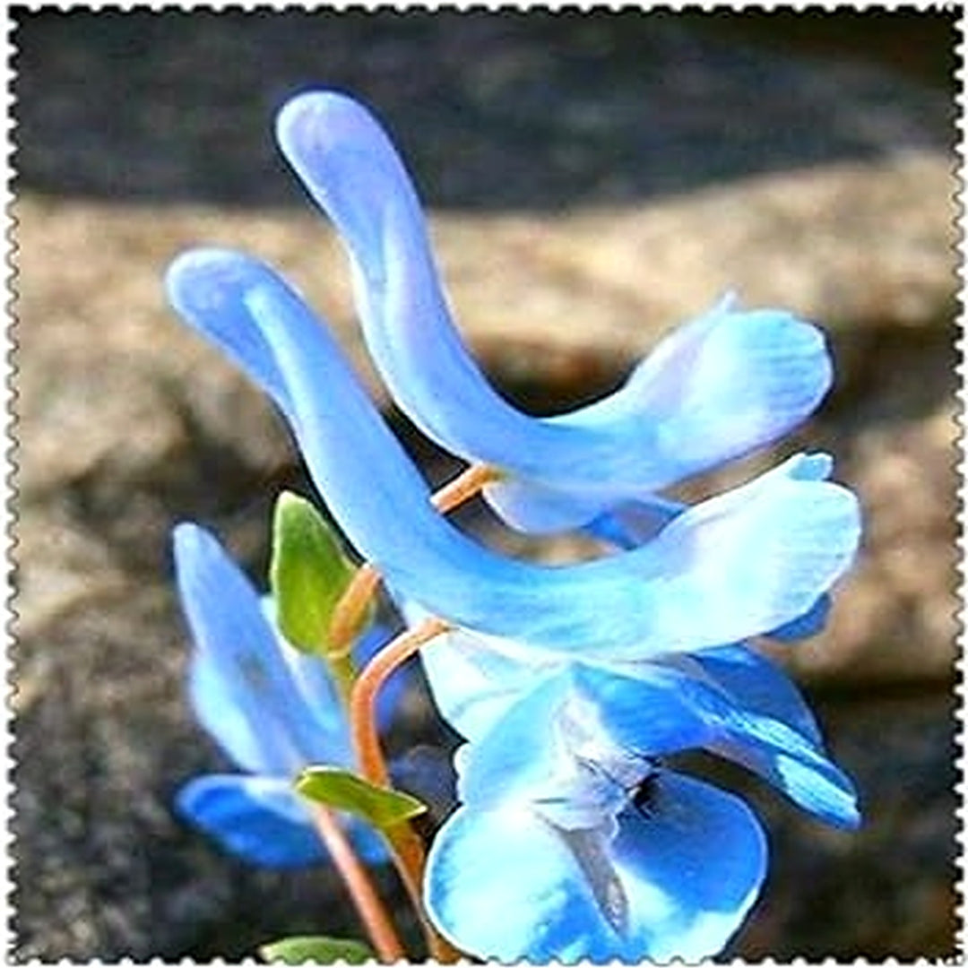 Blue Swan Flower Seeds for Planting [neera-v5-c607f30d508879385cbe]