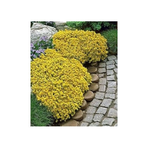Yellow Rock Cress Plant Seeds for Planting [neera-v5-c6103d51997cd5c67d87]