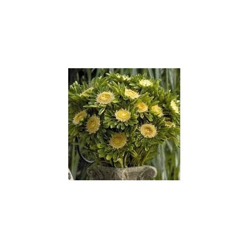 White Army Green Aster Flower Seeds for Planting [neera-v5-c610fa519edaa3a0dea5]