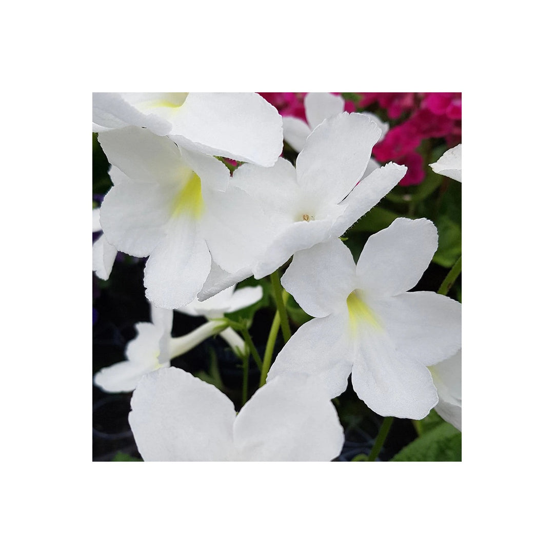 Heirloom Non Gmo Streptocarpus Flower Garden Planting Shade Loving Vibrant Blooms Flower Seeds [neera-v5-c6182033b61dd93e9586]