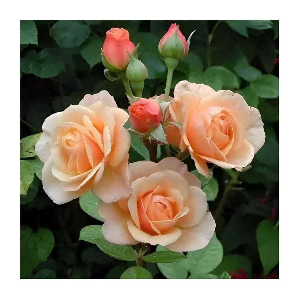 Peach Rose Heirloom Non Gmo Planting Flower Seeds Home Garden Planting, Colorful Organic [neera-v5-c6187ddb28265ba602b5]