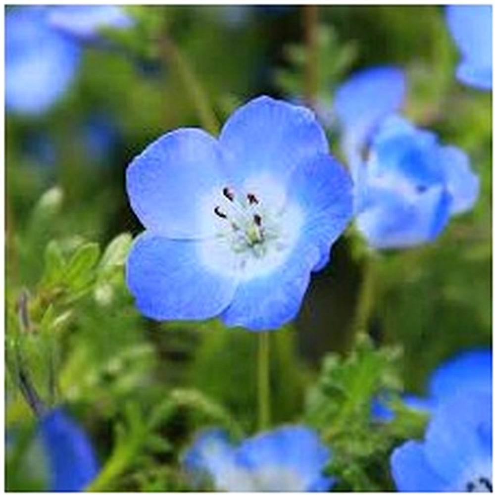 Nemophila menziesii (Baby Blue Eyes) Flower Seeds for Planting [neera-v5-c61a2ba6e7a1d9a421e1]