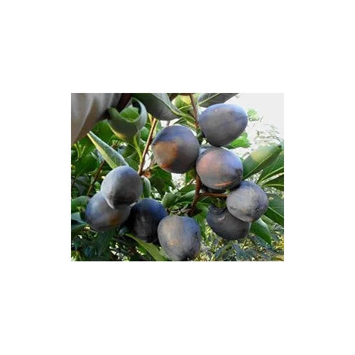 Black Persimmon Fruit Seeds for Planting [neera-v5-c61ba91e4cbdfd7e6f26]