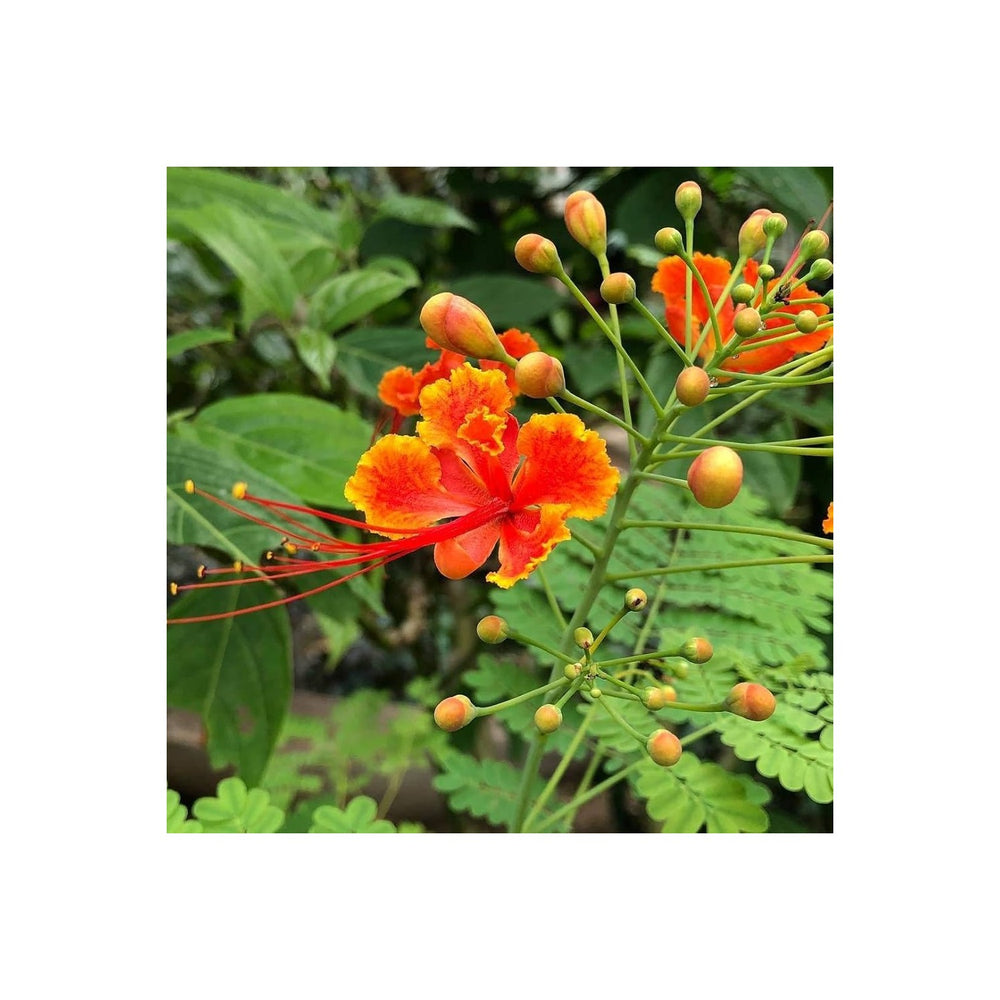 Caesalpinia Pulcherrima Flower For Planting Organic Heirloom Non Gmo Peacock Flower Flower Seeds [neera-v5-c620c0db7ce077251d99]