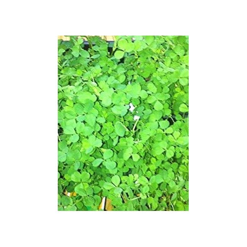 rish Clover Shamrock Flower Seeds for Planting [neera-v5-c6241476bfbb7b7a39fe]