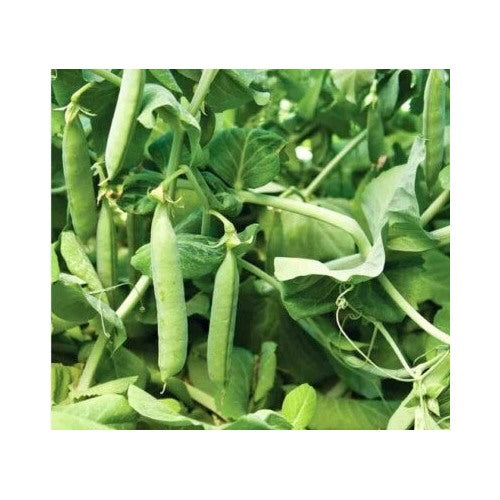 Count Mammoth Sugar Snap Pea Non Gmo Heirloom Fragrant Climbing Annual Flower Seeds Home Garden [neera-v5-c625a1983e50a1177d18]