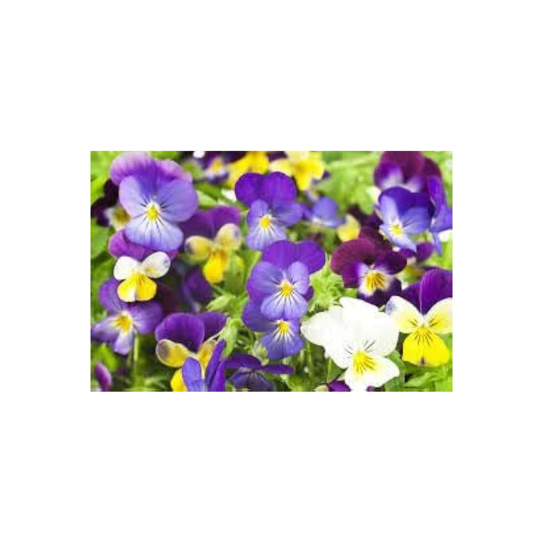Pansy Swiss Giants Early Blooming Colorful Flower Flower Seeds for Home Garden Planting, Colorful [neera-v5-c646fc2d94d21b25738f]