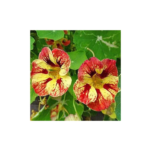 Heirloom Red Yellow Nasturtium Flower Seeds for Planting [neera-v5-c64738804d100dfc7986]