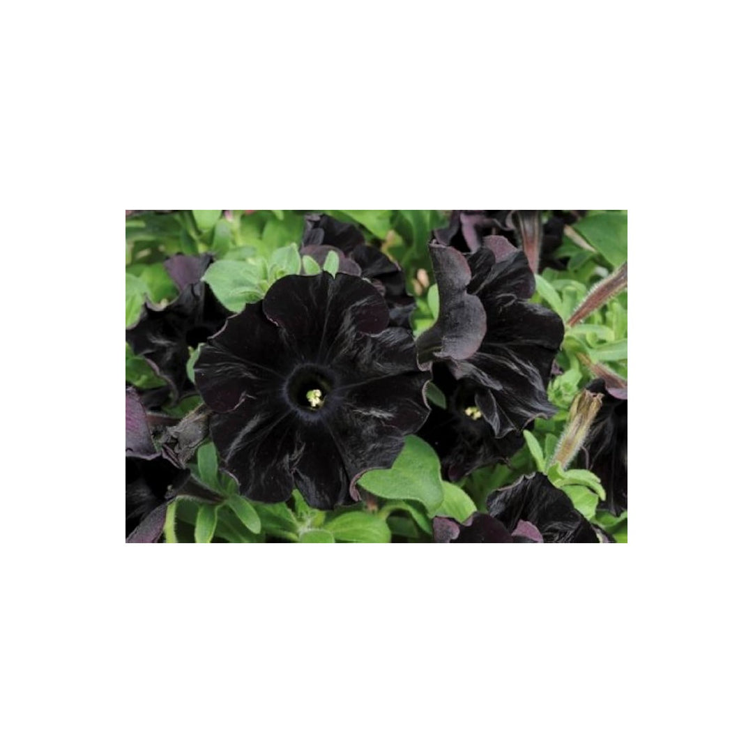 Black Cat Petunia For Planting Heirloom Non Gmo Flower Perfect For Garden Blooms Flower Seeds for [neera-v5-c648bac2a2d84e97673c]
