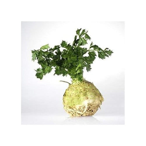 Celery (Apium graveolens) Seeds for Planting [neera-v5-c6506d80467e7b4c0ce9]