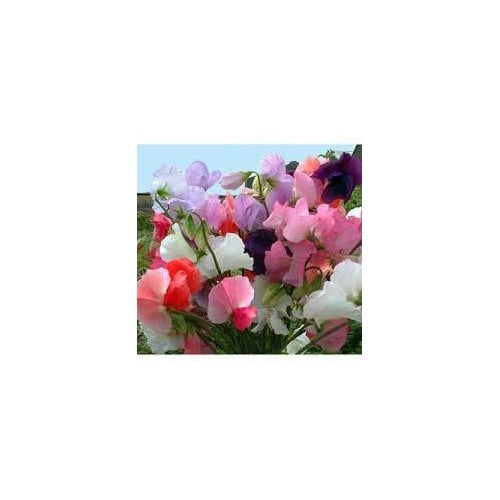 Pea Flower Seeds for Planting [neera-v5-c6696925a55b69a33f81]