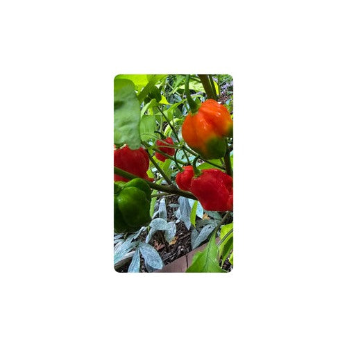 Heirloom Non-GMO Trinidad Hot Pepper Vegetable Seeds for Planting [neera-v5-c66adf6f3ca88a034c22]