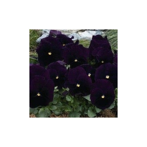 Dark Violet Pansy Flower Seeds for Planting [neera-v5-c67f5a952cb6d10db687]