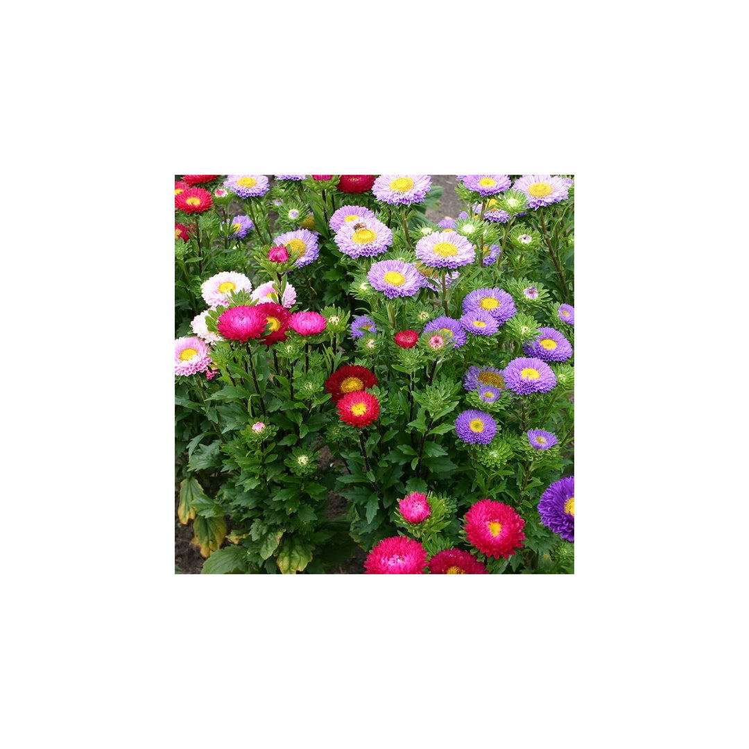 Aster Callistephus Chinensis Mixed Flower For Planting Ideal For Pollinator Gardens Seasonal [neera-v5-c6925827550547c78d99]