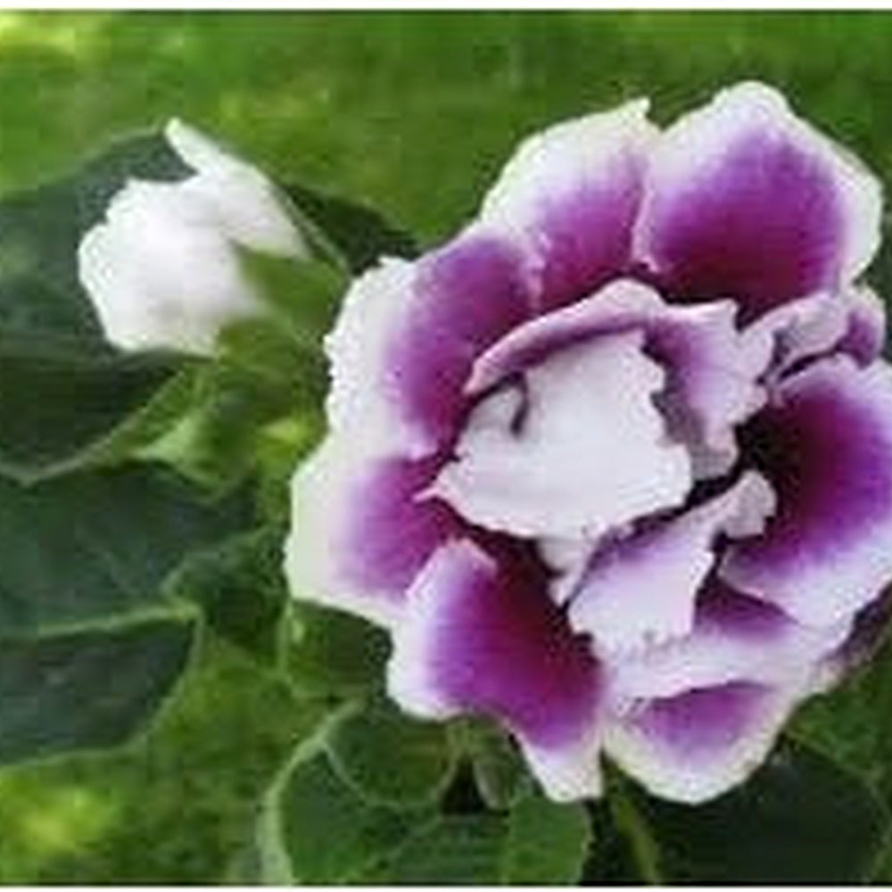 Gloxinia Flower Seeds [neera-v5-c6935bf49b9631e85d4b]
