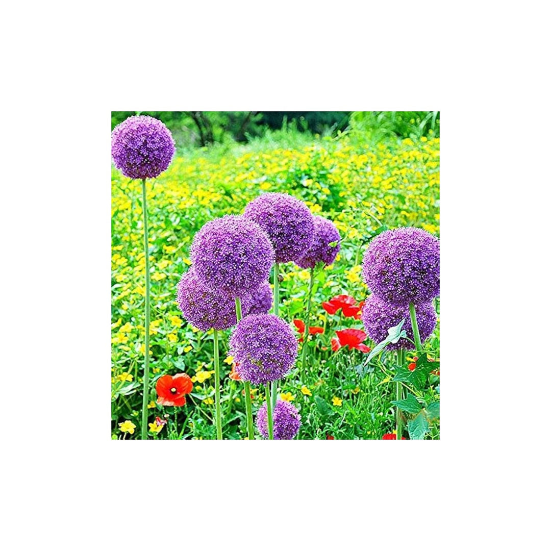 Green Giant Onion Allium Fistulosum Allium Giganteum For Planting In Balcony Garden Pots [neera-v5-c693a4a7307bc9ff2711]