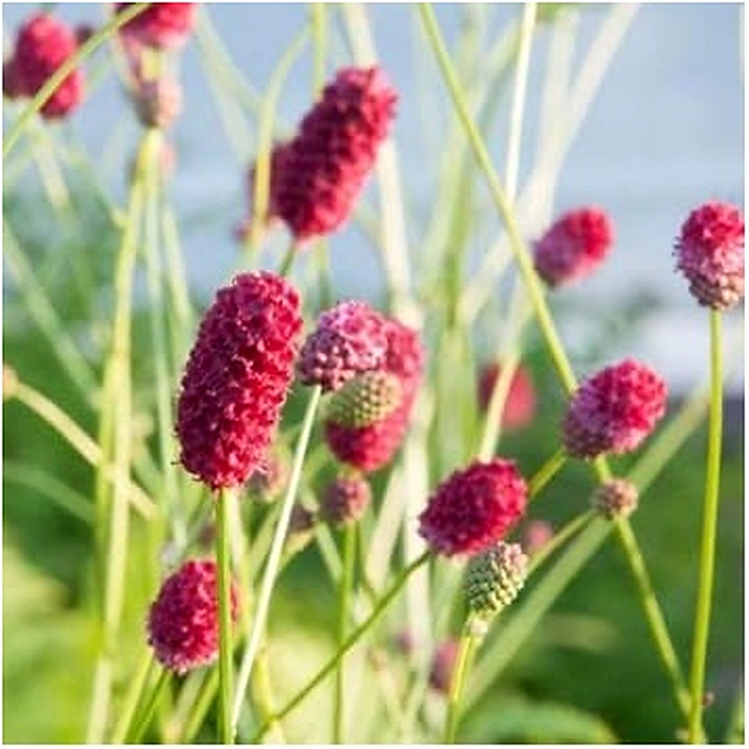 Red Sanguisorba Officinalis Plant Seeds for Planting [neera-v5-c696038826b8ac570f9a]