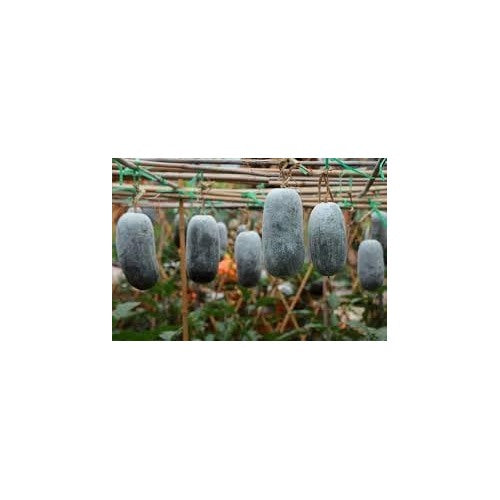 Heirloom Non-GMO Winter Melon Vegetable Seeds for Home Garden Planting [neera-v5-c696fb064759ac5fc081]