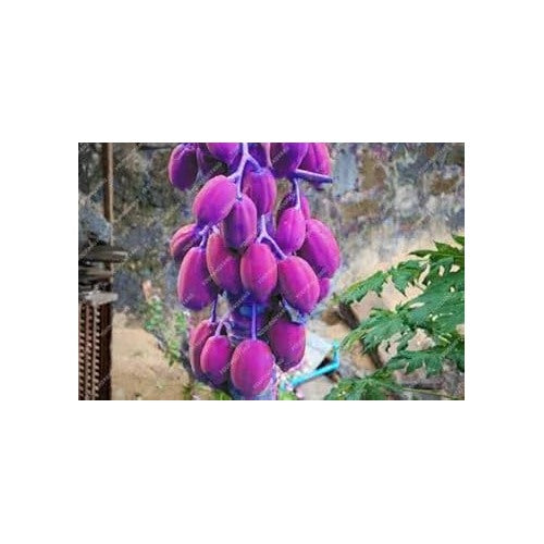 Purple Papaya Fruit Seeds [neera-v5-c698ae268ef1a1ab7e83]