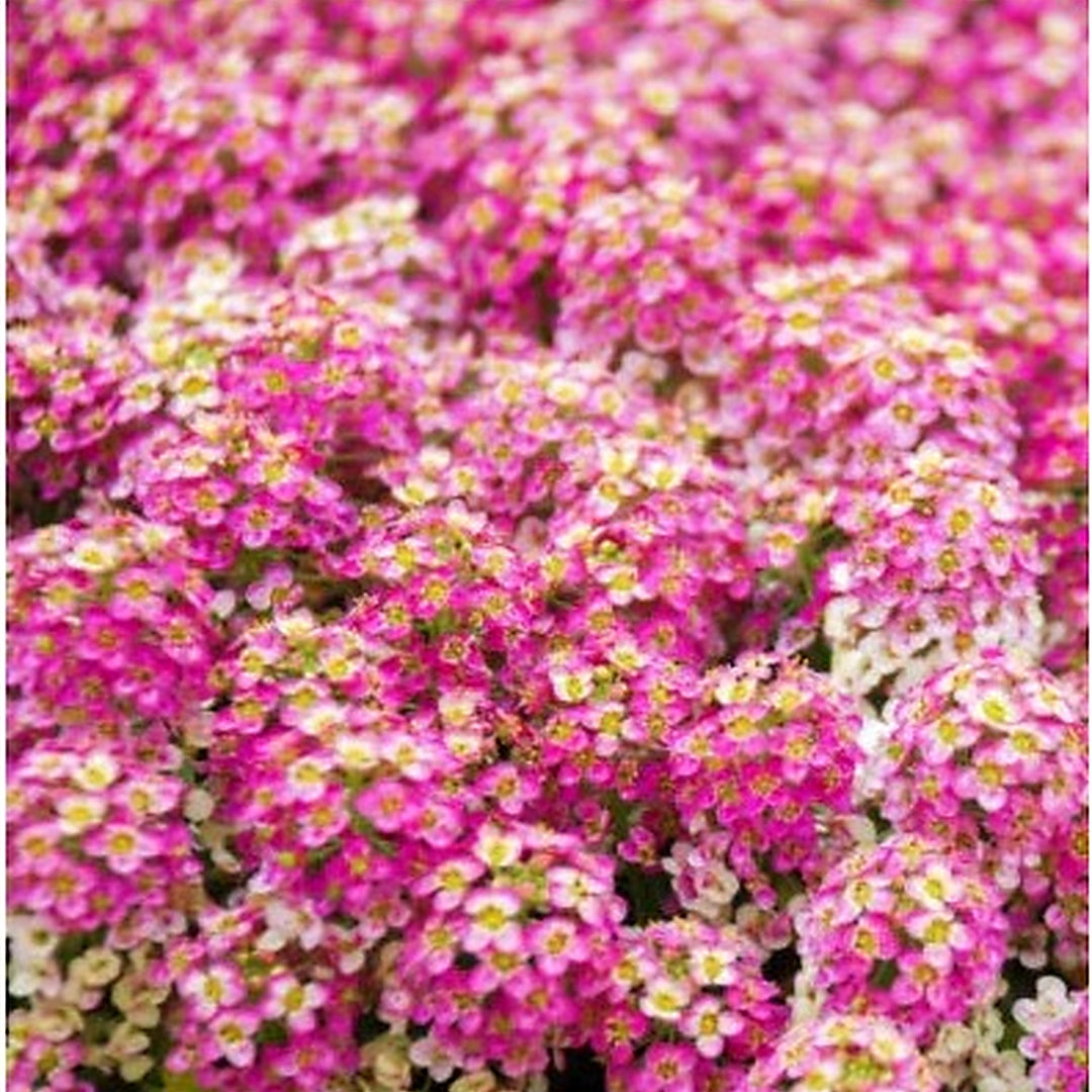 Pink Alyssum Rosie Oday Groundcover Bees Fragrant Flowers Non Gmo Heirloom Flower Seeds Home [neera-v5-c69f12ad594ecd762fa2]
