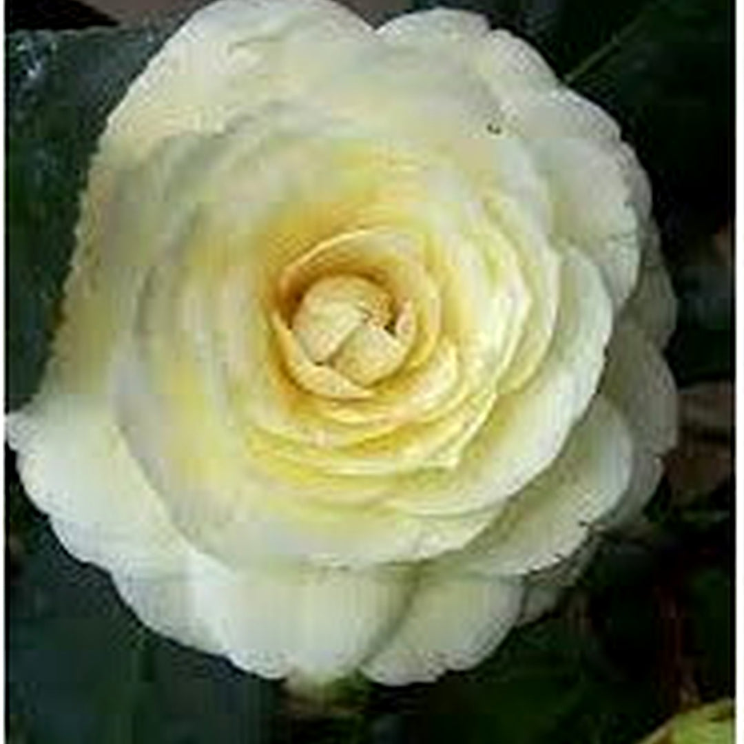 Organic Heirloom Light Yellow Camellia Flower Seeds [neera-v5-c6a76096ee42d271b8d9]