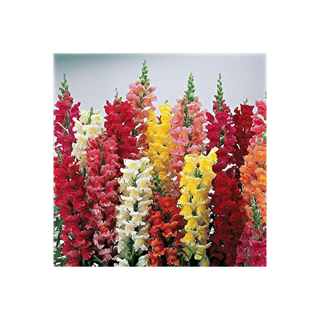 Snapdragon Flower For Planting Flower Seeds for Home Garden Planting, Fragrant Organic Blooming [neera-v5-c6b16043f84a51a528e5]