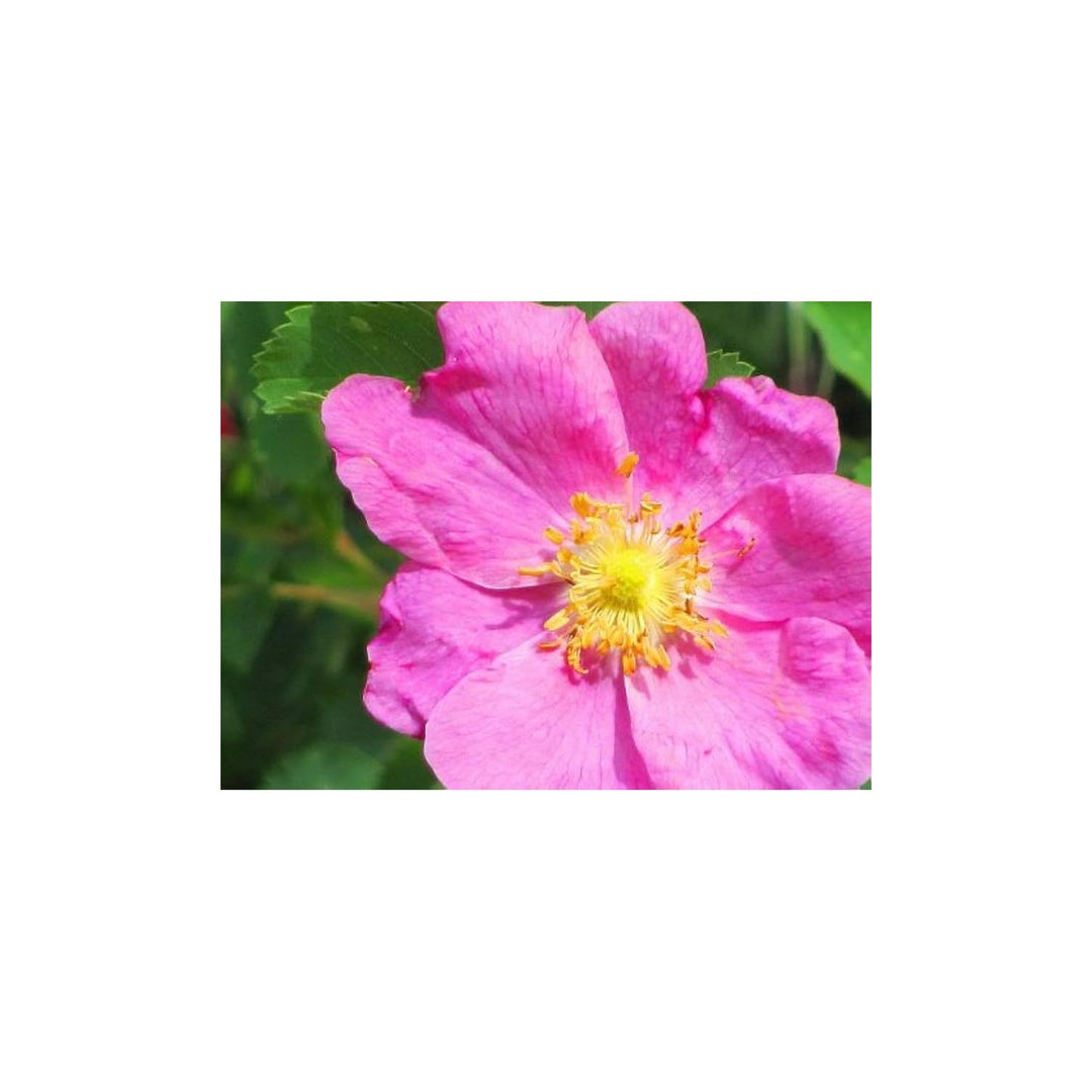 Pink Arkansas Rose Rosa Arkansana Prairie Rose Flower For Backyard Gardening Flower Seeds for Home [neera-v5-c6b25b9fa3ee7e8a12ec]