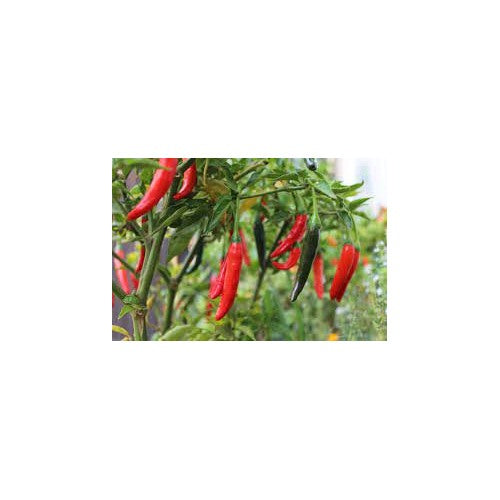 Short Cayenne Pepper Seeds [neera-v5-c6b877a2d525f085bed7]