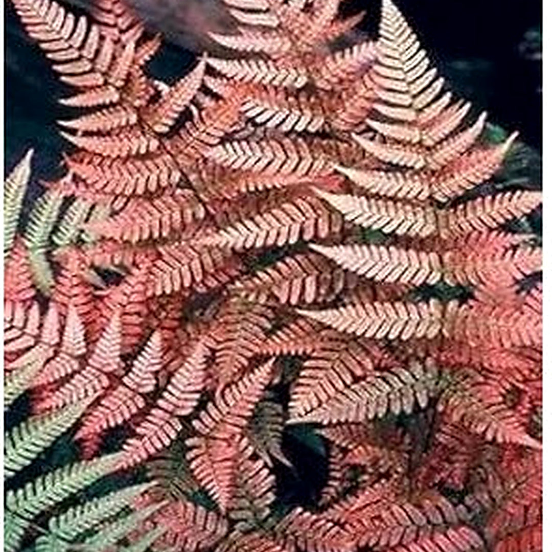 Pink Fern Dark Plant For Planting Heirloom Non Gmo Flower Seeds for Home Garden Planting, Fragrant [neera-v5-c6d09f5b6b4bbe032b5d]