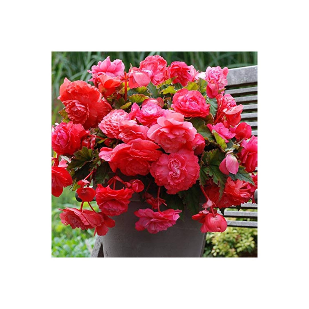 Peach Cream Begonia Begonia Tuberhybrida Illumination Flower For Indoor Pots Flower Seeds for Home [neera-v5-c6d207b116554bcfc9e1]