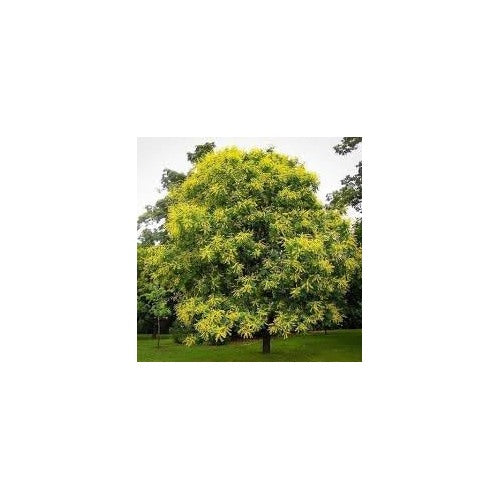 Koelreuteria Tree Flower Seeds [neera-v5-c6d6d52573064043e667]