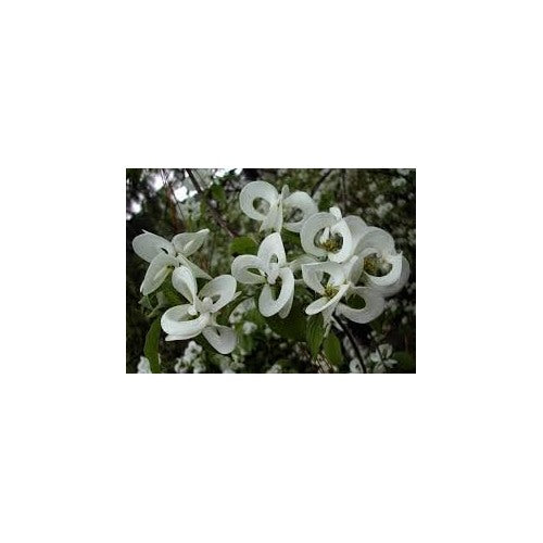 Heirloom Non-GMO Cornus Flower Seeds for Planting [neera-v5-c6e18996904811fd6ab6]