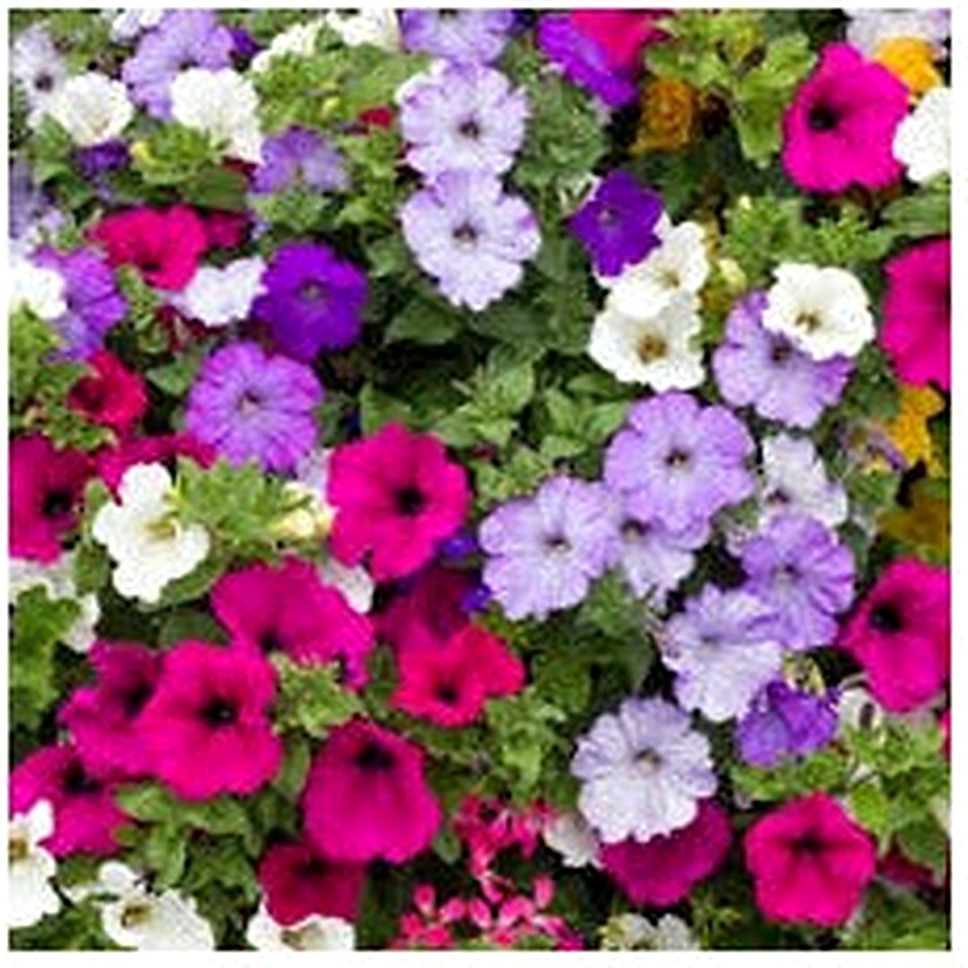 Mix Petunia Flower For Garden Planting Beautiful Flower For Home Garden Gmo Free Flower Seeds for [neera-v5-c6ee826b9a3012bef758]