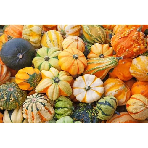 Ornamental Pumpkin Seeds Mix for Planting [neera-v5-c6f2fd772c45191a502c]