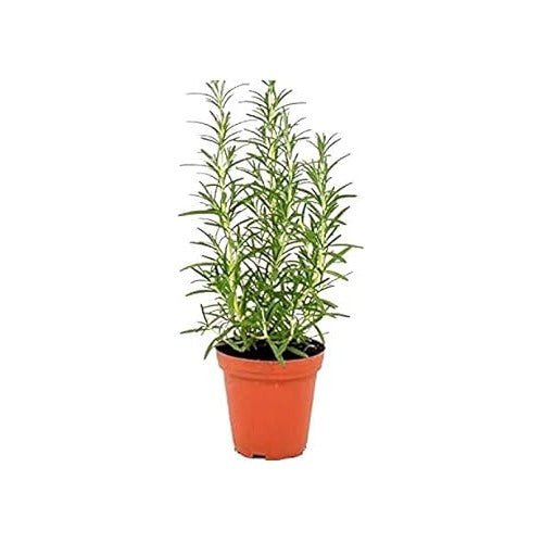 Aromatic Herb Rosemary Heirloom Non-GMO Seeds for Planting [neera-v5-c6f700c46c5cabaee887]