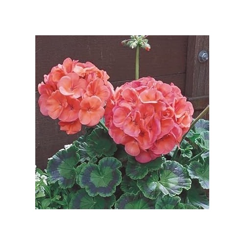 Heirloom Non-GMO Peach Geranium Flower Seeds [neera-v5-c6fad105b6abf4270388]