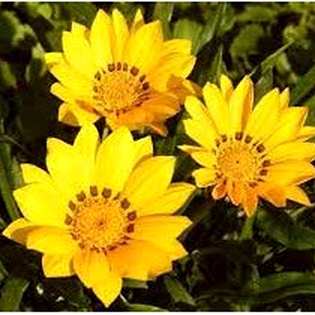 Yellow Diversifolia Flower Seeds for Planting [neera-v5-c7073f69a6953f54065d]