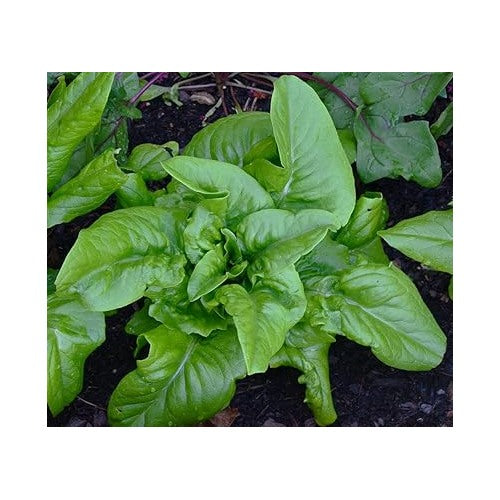Amish Deer Tongue Lettuce Seeds for Planting [neera-v5-c71a819170cc16fe1c15]
