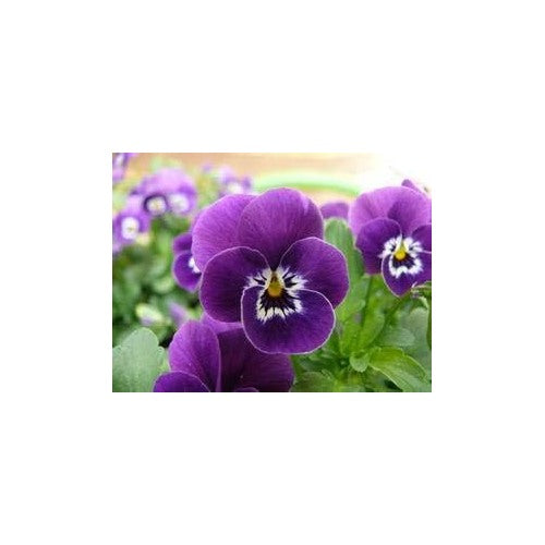 Heirloom Non-GMO Purple Pansy Flower Seeds for Garden Planting [neera-v5-c71f7cdd60d6972a2945]