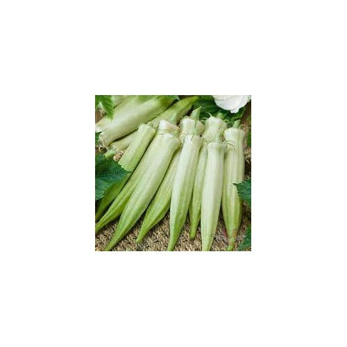 Blondy Okra Seeds for Planting [neera-v5-c71f9a8d5476d88cb708]