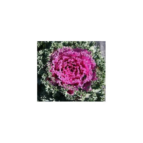 Pink Nagoya Kale Seeds for Planting [neera-v5-c7228522dc552fa7e705]