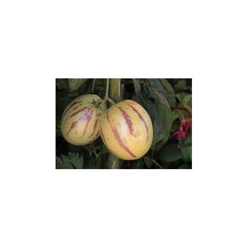 Melon Pear Fruit Seeds for Planting [neera-v5-c7277501694f39077d8a]